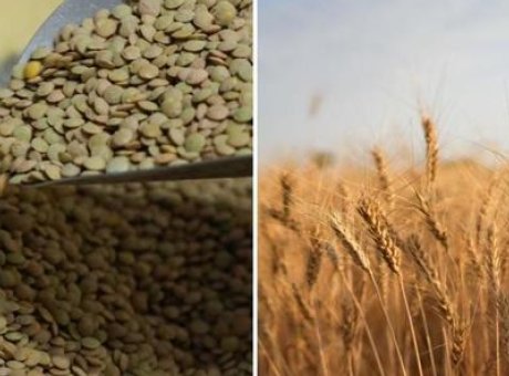 Gıda Fiyatlarını Etkileyecek Kritik İndirim: Yeşil Mercimek ve Yulaf!