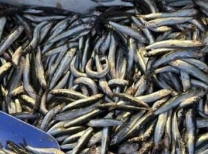 Karadeniz'de Hamsi Sezonu! Palamutun Kaçışı Tezgahları Şenlendirdi