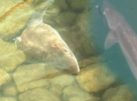 Trabzon Açıklarında Fırtına Gibi: Kıyıya Vuran 3 Metrelik Köpek Balığı Alarmı!