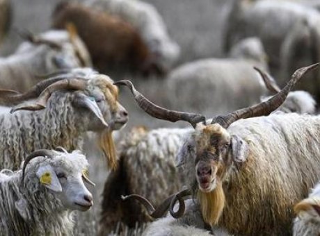 Ankara’nın Tiftik Keçisi İçin Tarihi Destek: Üretim İki Katına Çıkıyor!