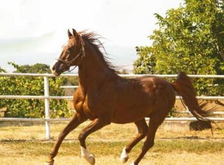 Arap Atları Tutkunlarına Fırsat: 14 Safkan Kısrak Açık Artırmaya Çıkıyor!