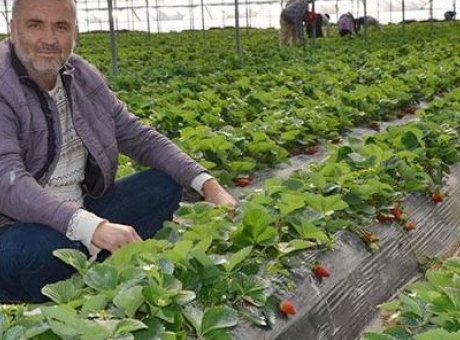 Çilek Hasadı Başladı: Üreticiler Fiyat Düşüklüğünden Yakınıyor!