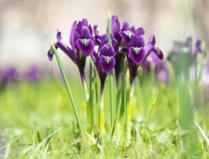 Doğal Çiçek Soğanlarının İhracatı Sınırlanıyor: 2026 Yılı Listesi Açıklandı