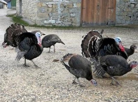 Eflani’nin Lezzetli Hindileri Yılbaşı İçin Satışta: Fiyatlar ve Özellikler