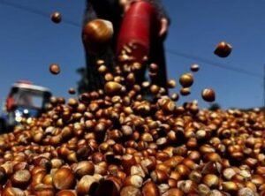 Fındık Pazarında Rekor Kırıldı: 138 Bin Ton Satış Gerçekleşti!