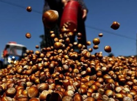 Fındık Pazarında Rekor Kırıldı: 138 Bin Ton Satış Gerçekleşti!