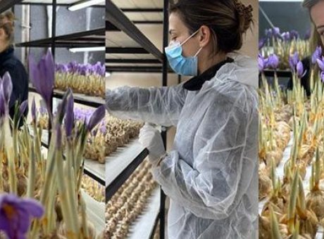 Hayallerini Gerçekleştiren Kadın: 700 TL’ye Safran Üretiyor