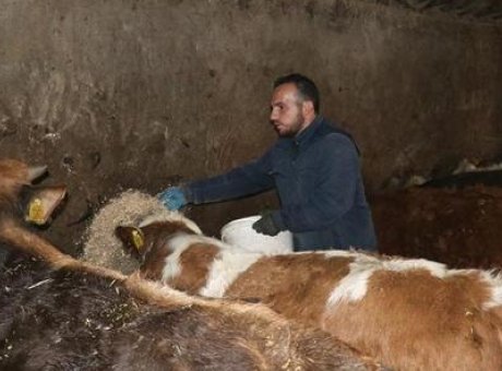 Hayvancılıkta Yeni Bir Başarı Hikayesi: Genç Veteriner 300 Bin Lira ile İşletme Sahibi Oldu