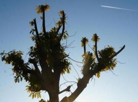 Köylüleri Şaşırtan Doğa Olayı: Meşe Ağaçları Kışta İkinci Kez Yeşerdi!
