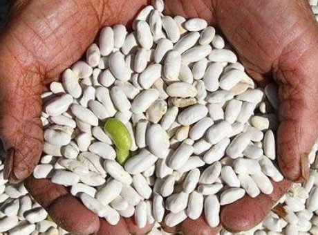 Kuru Fasulye Krizine Son Nokta: DMM'den Çarpıcı Açıklama