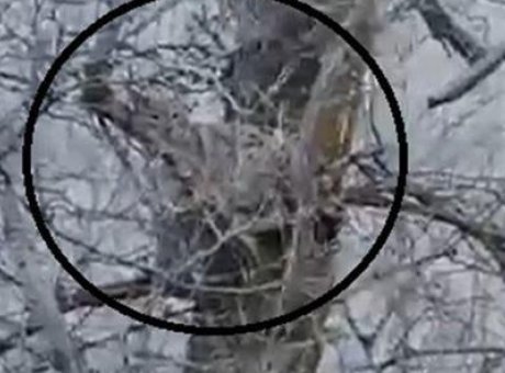 Sivas’ta Şaşırtan Görüntü: Ağaçta Dinlenen Nesli Tükenme Tehlikesindeki Vaşak