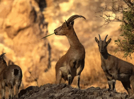 Yaban Keçisine Kıyamet Gibi Ceza: 953 Bin TL!